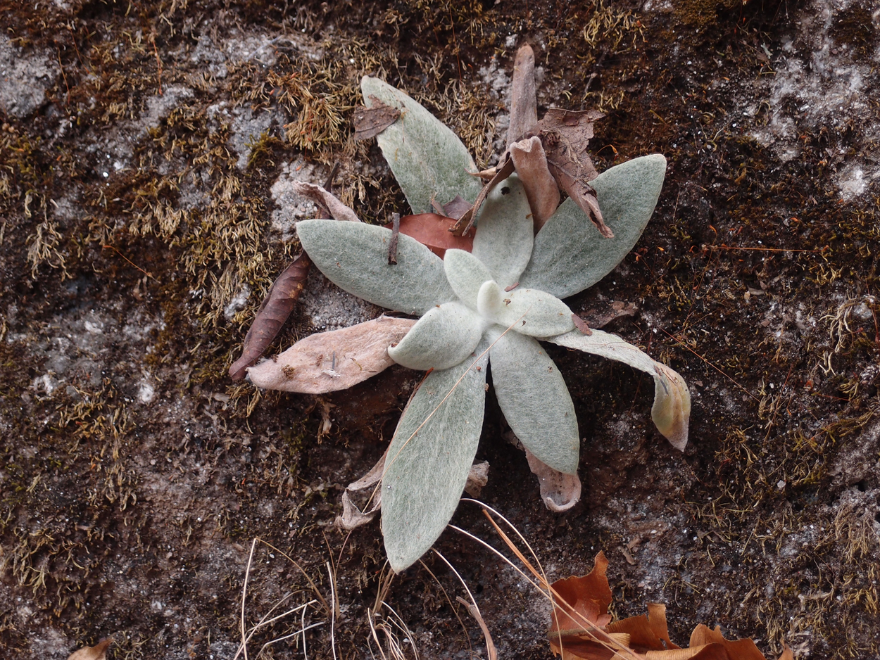 2018-01-16 12 Uhr - Im Shivapuri Nagarjun National Park (Nagi Gumba) (Foto) 